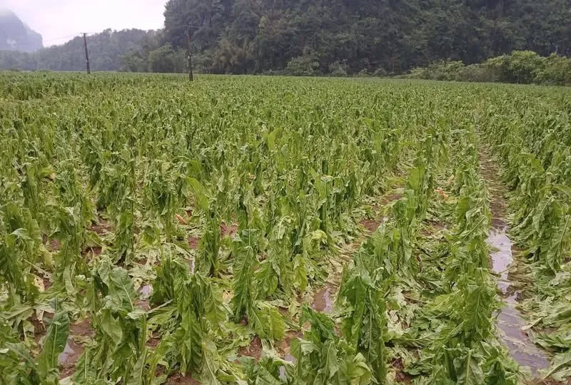 Hôm nay, 19-4: Miền Bắc đề phòng mưa đá, TPHCM duy trì trạng thái nắng nóng