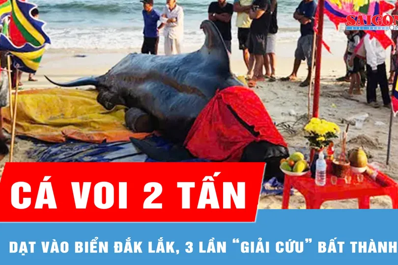 Cá voi 2 tấn dạt vào biển Đắk Lắk, 3 lần “giải cứu” bất thành 