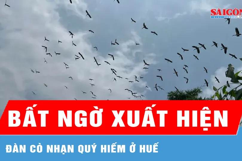 Xuất hiện đàn cò nhạn quý hiếm ở Huế