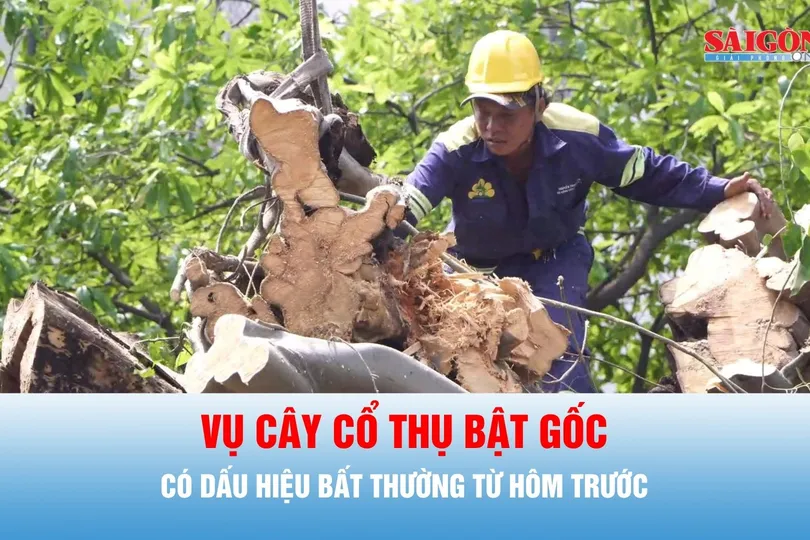 Podcast tin thời sự ngày 7-10: Vụ cây cổ thụ bật gốc, đã có dấu hiệu bất thường từ trước