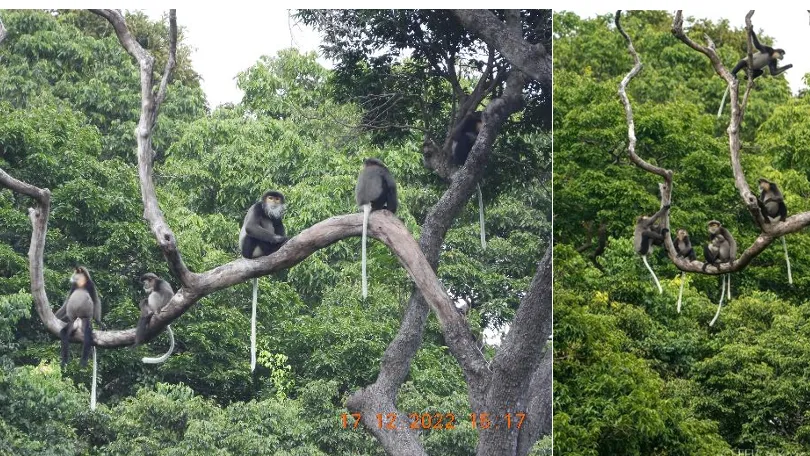 Phát hiện quần thể voọc chà vá chân đen tại Vườn quốc gia Núi Chúa - Phước Bình. Ảnh: VQG Núi Chúa - Phước Bình