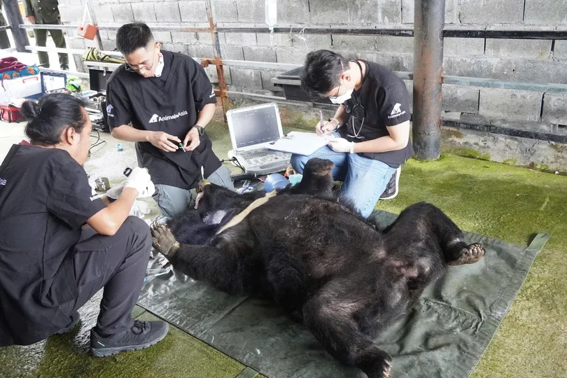 Khám cứu hộ cho cá thể gấu ngựa Misa