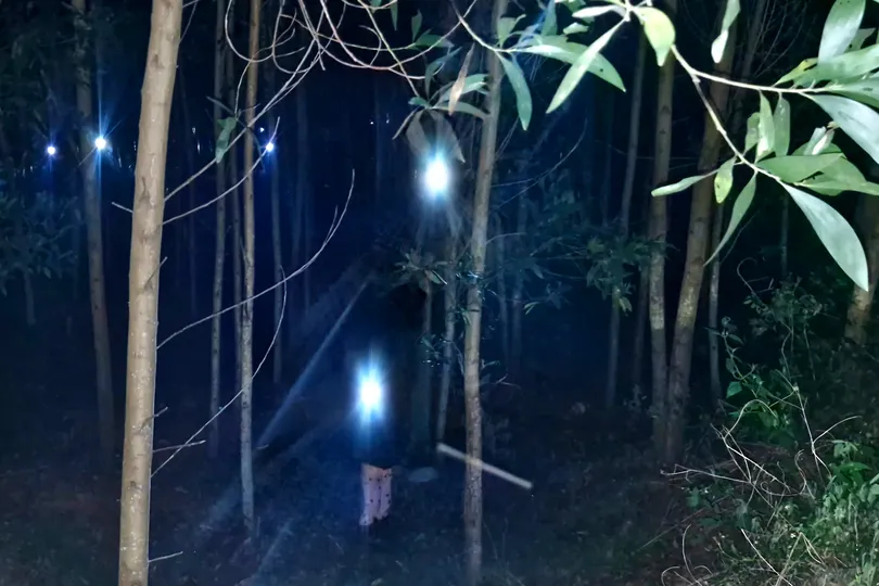 Bắt ve sầu trong rừng tràm thu bạc triệu mỗi đêm