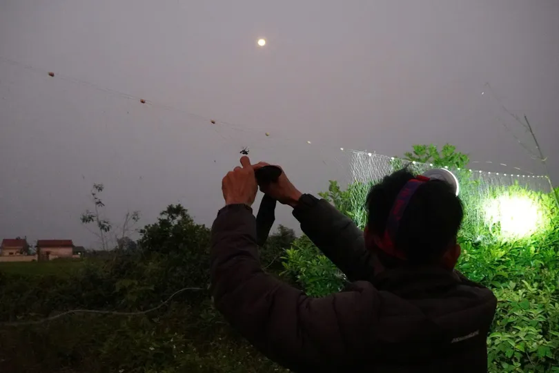 Giăng lưới bắt bù rầy