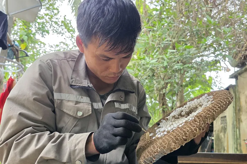 Nín thở xẻ tổ, lấy nhộng ong vò vẽ