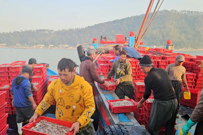 Ngư dân Nghệ An trúng đậm 16 tấn cá cơm biển, thu hàng trăm triệu đồng