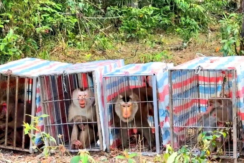 Các cá thể khỉ trước lúc được thả về môi trường tự nhiên 