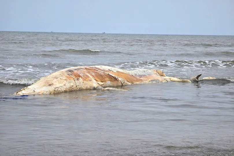 Xác cá voi phân hủy trôi dạt vào bờ biển xã Hải Châu