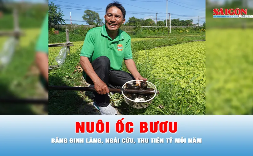Podcast tin thời sự ngày 26-10: Thu tiền tỷ mỗi năm từ nuôi ốc bươu bằng thảo dược
