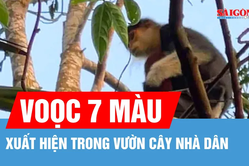 Voọc 7 màu xuất hiện trong vườn cây nhà dân