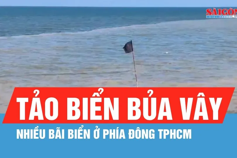 Tảo biển bủa vây nhiều bãi biển ở phía Đông TPHCM