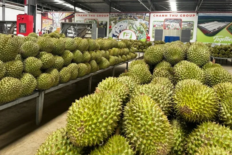 Thu hoạch sầu riêng chuẩn bị sơ chế xuất khẩu. Ảnh: VĂN GIANG