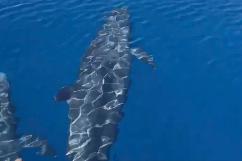 Đàn cá voi khoảng 100 con xuất hiện trên biển Phú Quý (tỉnh Lâm Đồng)