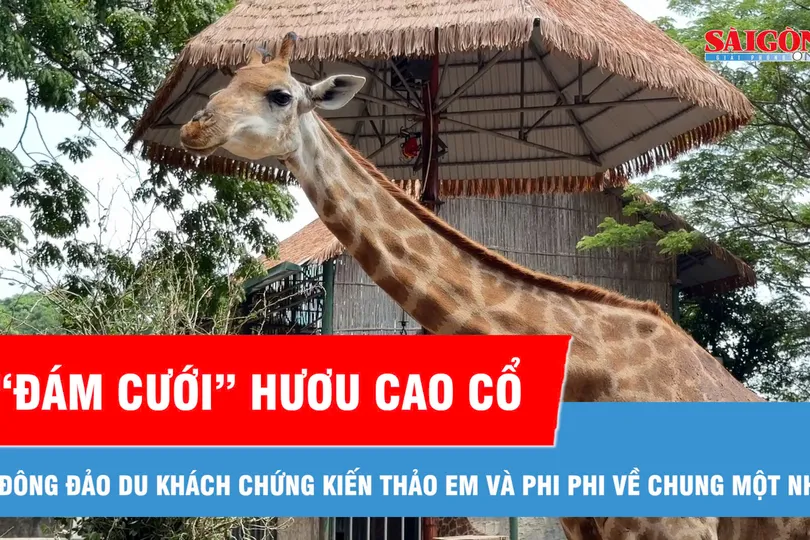 Thảo Cầm Viên Sài Gòn tổ chức đám cưới cho hươu cao cổ Thảo Em