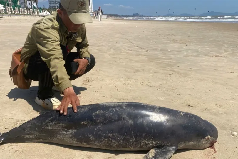 Cá thể nghi là cá ông dạt vào bãi Sau, Phường Vũng Tàu (TPHCM)