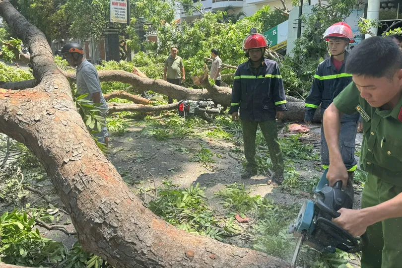 Khánh Hòa: Nhánh cây xanh gãy, đè người đi xe máy bị thương nặng
