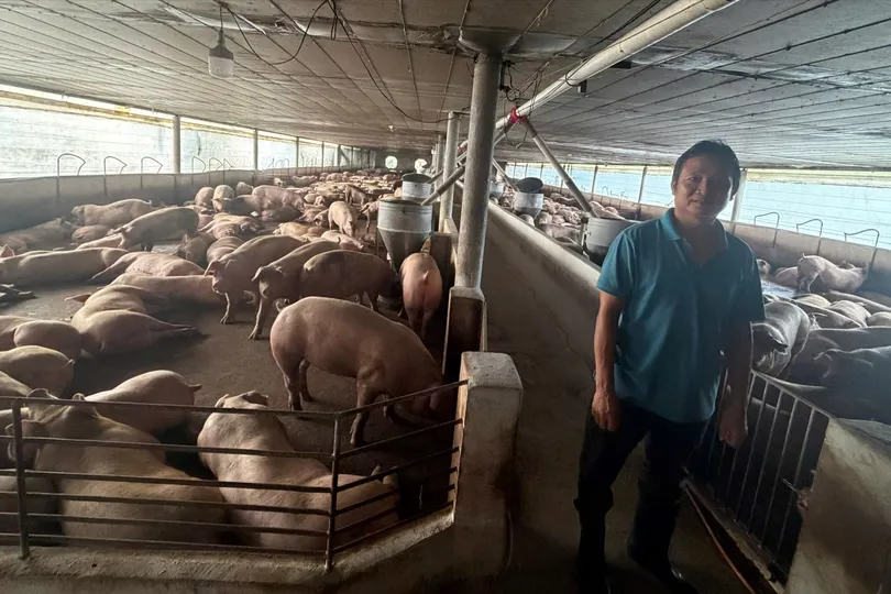 Vỗ béo heo bằng chất tạo nạc rồi bán hơn 10.000 tấn ra thị trường