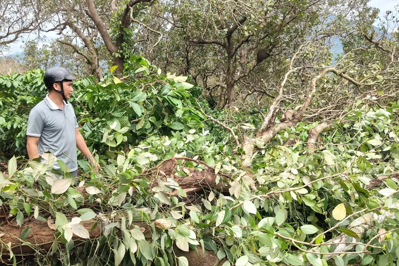 Mưa lớn kèm dông lốc làm vườn cây của 32 hộ dân ở Gia Lai bị thiệt hại 