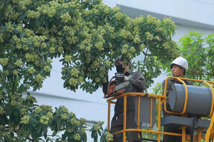 Sáng nay, Hà Nội cắt tỉa hoa sữa trên nhiều tuyến đường