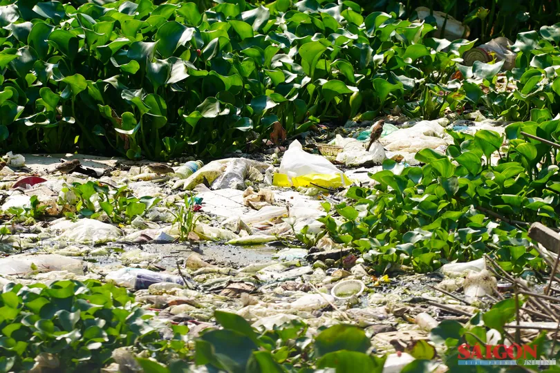 Sông Kim Bồng ở Nha Trang ô nhiễm nặng