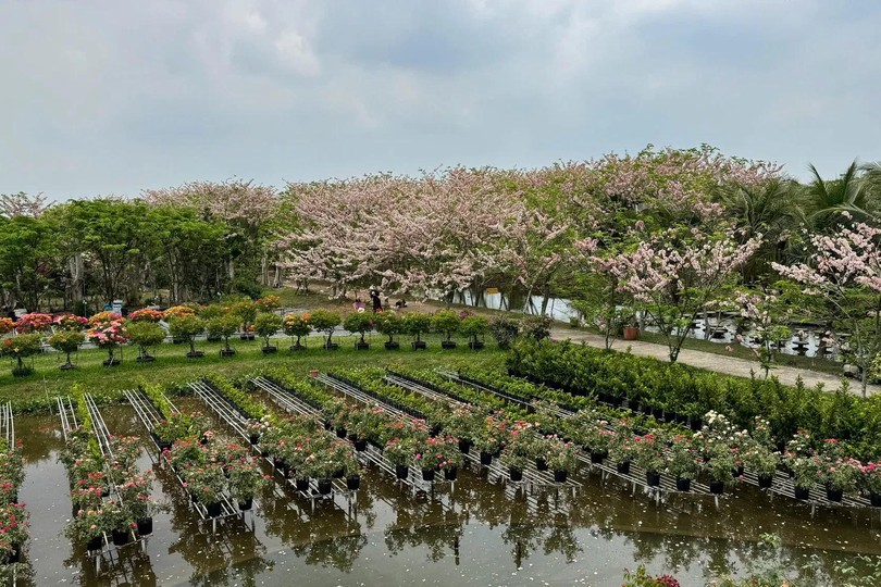 观赏西区最美樱花园