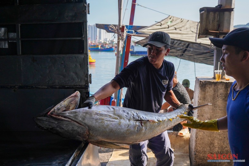 Bountiful first Tet catch lifts spirits of Khanh Hoa fishermen