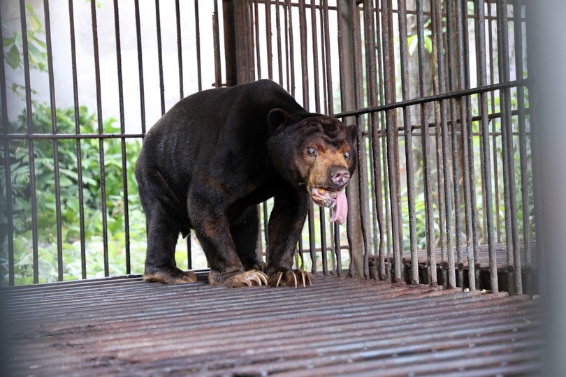 Four captive bears rescued from HCMC-based business