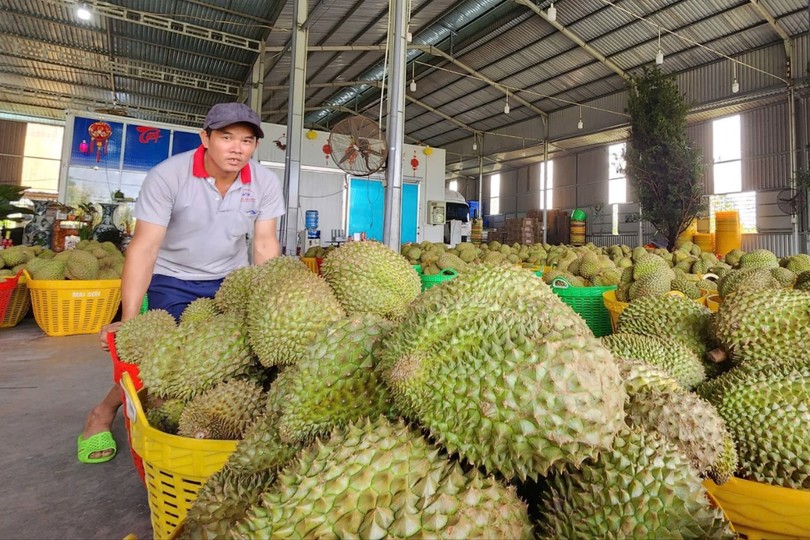 Vietnam’s fruit and vegetable exports to China surge robustly