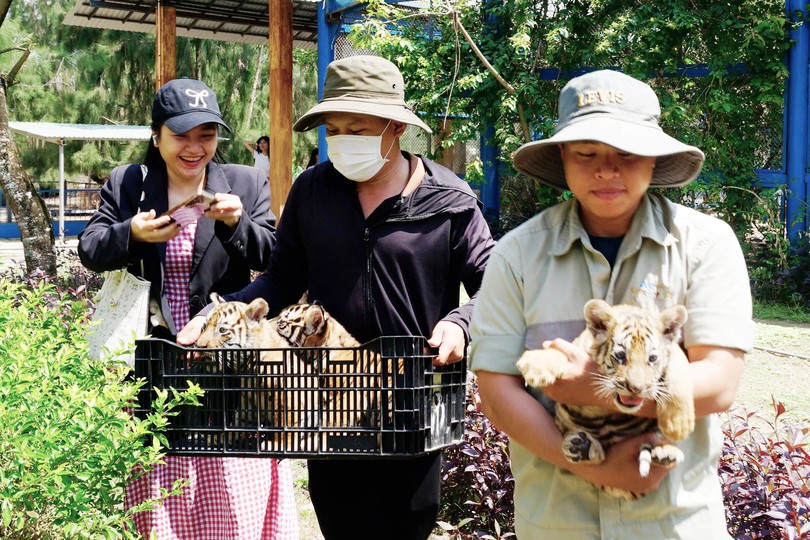 Crowds flock to Quy Nhon safari to see newborn Bengal tiger cubs