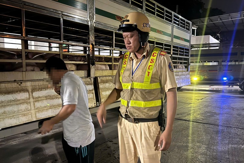 HCMC police intercept two trucks carrying more than 200 Salbutamol-positive pigs
