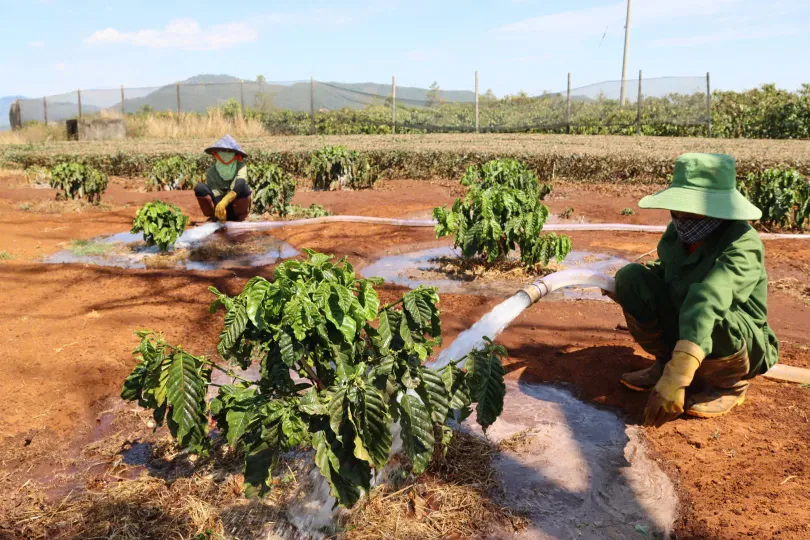 Gia Lai: Tất bật chống hạn cho cà phê