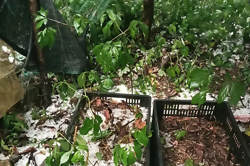  Mưa đá, giông lốc gây thiệt hại nhiều nơi