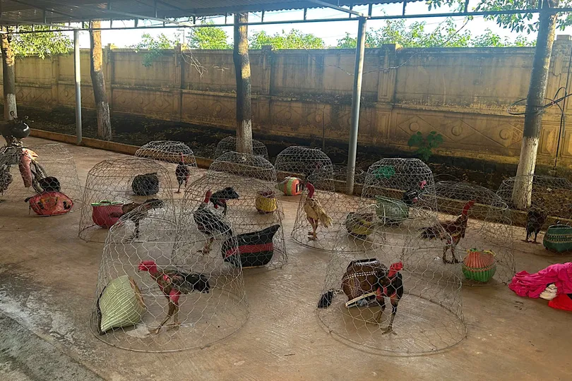 Gia Lai: Đột kích sới gà, bắt giữ 31 đối tượng
