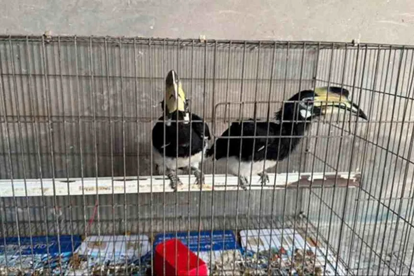 Đồng Tháp: Người dân giao nộp 2 cá thể chim Cao Cát quý hiếm trong sách đỏ