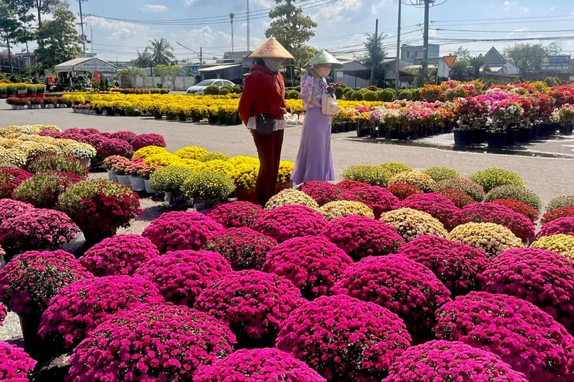 Các loại hoa cúc đang được thương lái thu mua ở Sa Đéc, Đồng Tháp. Ảnh: NGỌC PHÚC