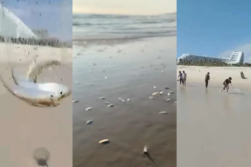 Khánh Hòa: Cá trích dạt vào bãi biển với số lượng lớn