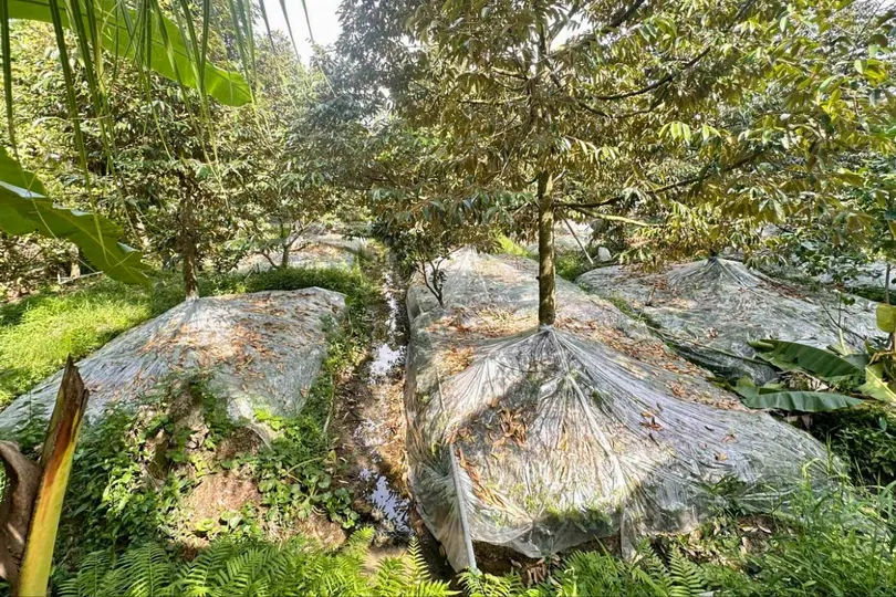 Người dân xã Ngũ Hiệp đắp mô sầu riêng cao để bảo vệ cây sầu riêng không bị nhiễm mặn