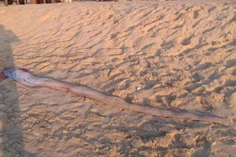 Cá mái chèo dài 4m dạt vào bờ biển Mũi Né