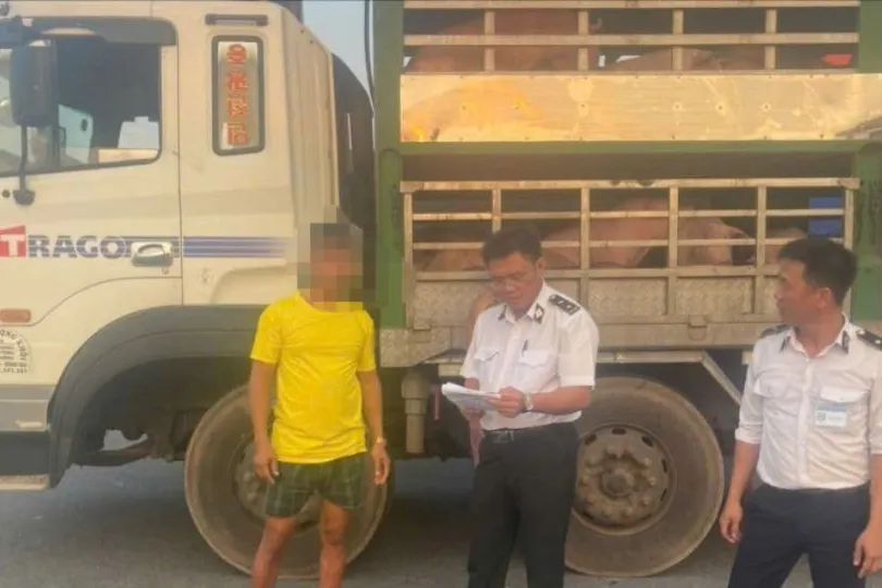 Kiểm tra đột xuất xe vận chuyển động vật, sản phẩm động vật