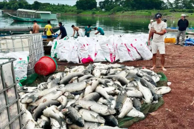 Cá nuôi trong hồ Trị An bị chết, được vớt lên bờ. Ảnh: CTV