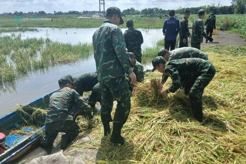 Do ruộng ngập sâu nên bộ đội phải chèo xuồng, dầm nước giúp dân gặt lúa