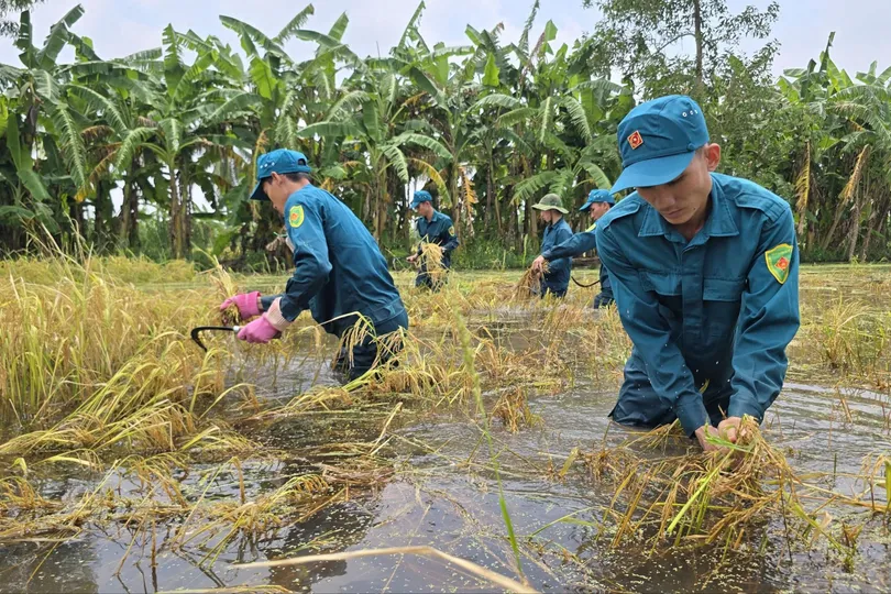 Cà Mau: Nước ngập sâu, dân quân tự vệ hỗ trợ nông dân thu hoạch lúa 