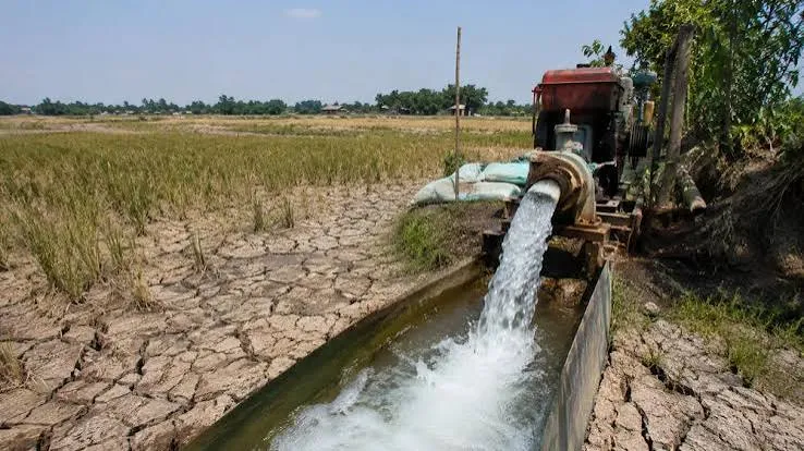 Chủ động nguồn cung lúa gạo trước tác động của El Nino