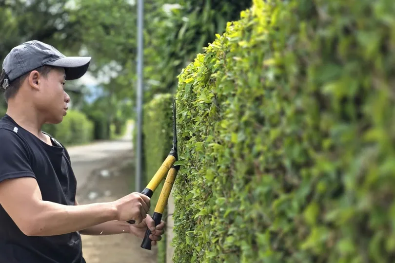Đẹp mê hoặc hàng rào xanh ở Minh Hóa