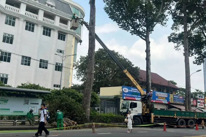 Vụ nhánh cây rơi khiến 1 người đi xe máy tử vong: Nguy cơ từ nhiều cây già cỗi