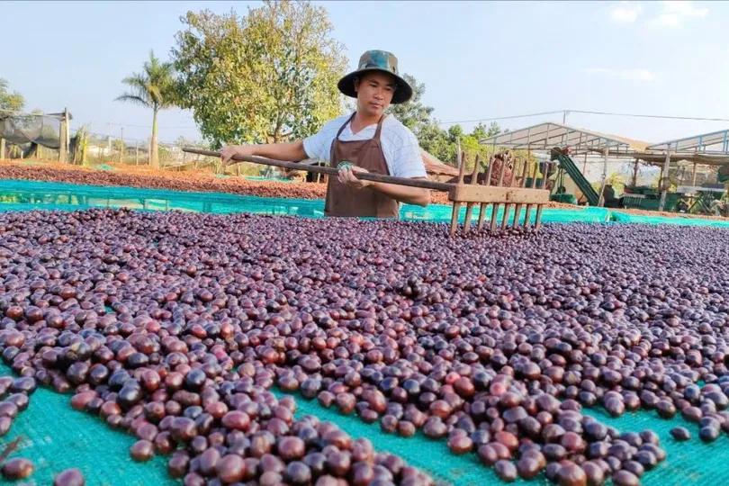 Nông dân tỉnh Lâm Đồng thu hoạch cà phê. Ảnh: CTV