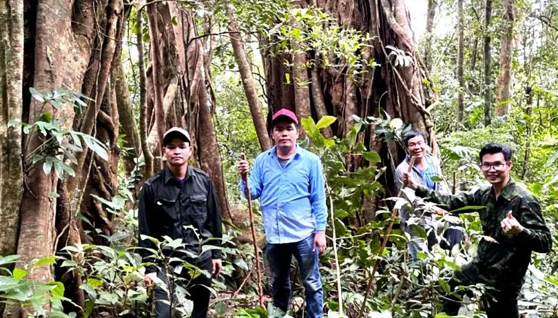 Các chuyên gia và đại diện đơn vị quản lý rừng Quảng Ngãi khảo sát giá trị dược liệu dưới tán rừng Cà Đam. Ảnh: XUÂN HUYÊN