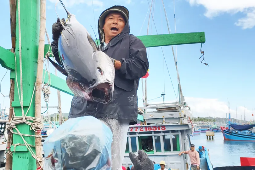 Ngư dân trúng cá ngừ đại dương những ngày giáp tết