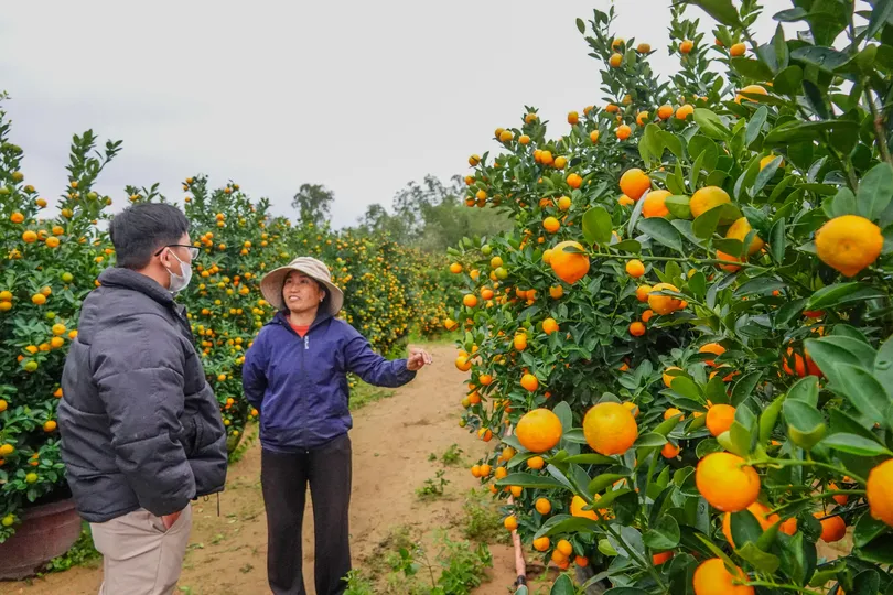 Hoa kiểng tết vào mùa: Nhộn nhịp thị trường