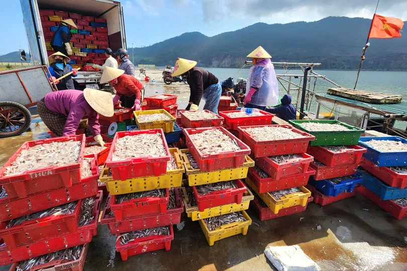 Ngư dân Bắc miền Trung trúng đậm cá cơm biển dịp giáp tết 